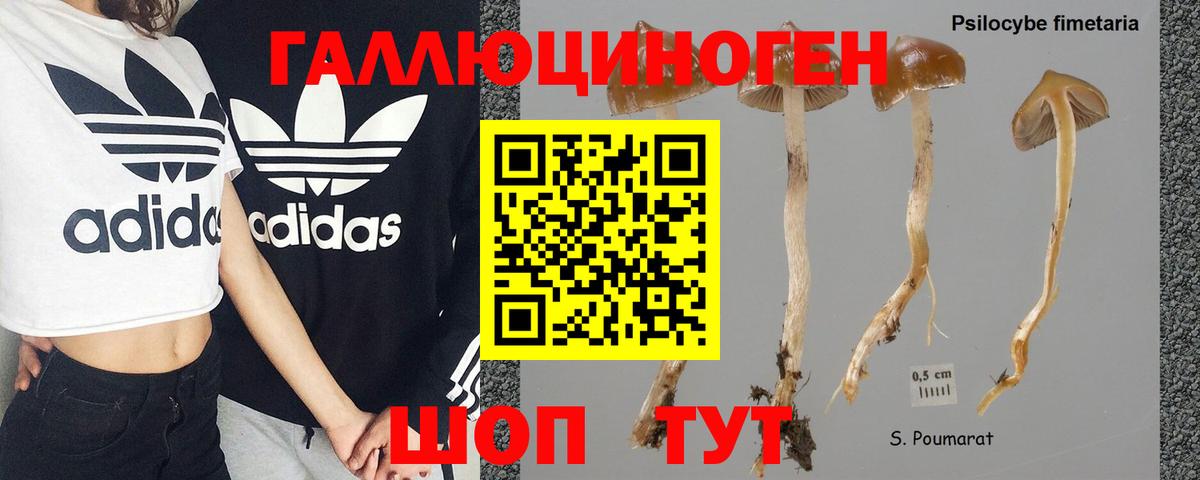 Барнаул  Псилоцибиновые грибы Psilocybe  Вход с VPN 